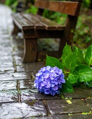 雨上がりの午後、濡れた石畳に咲く紫陽花の隣で静かにたたずむ木製ベンチが、穏やかな余韻と深い安らぎを演出する情景

