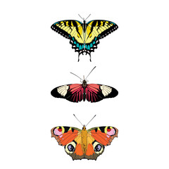 Butterflies isolated on white background. Colorful vector illustration.