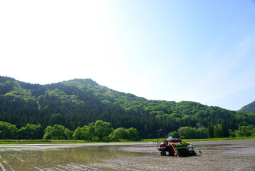 Fototapeta premium 水田での田植え