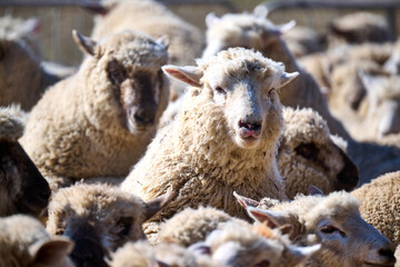 herding a flock of sheep