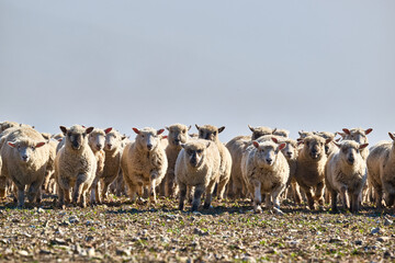 flock of sheep