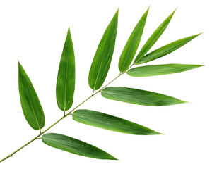Obraz premium Fresh Green Leafy Plant Branch with Multiple Long Leaves on Transparent Background