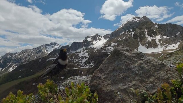 Collared blackbird, Turdus torquatus, merlo dal collare