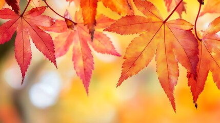 Obraz premium Vibrant autumn leaves in warm hues.