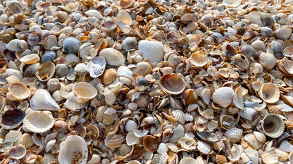 Close-up texture of a beach covered with a dense layer of various small seashells in natural tones of white, cream, beige, and brown