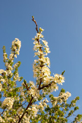 Blossomed cherry tree in spring against a blue sky.