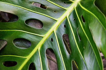 Monstera leaves, natural background and texture	