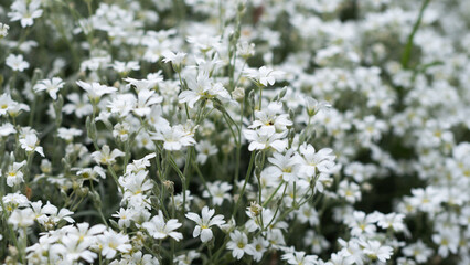 A close-up view of many small white ensign flowers blooming in a park during springtime. The flowers are delicate and abundant, creating a soft, natural carpet of white