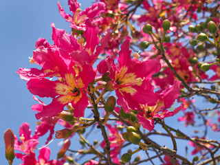 Many bright blossoms of silk floss tree or Ceiba speciosa against blue sky. Hibiscus-shape flowers are creamy-whitish in the center and pink towards the tips. Chorisia speciosa of the family Malvaceae