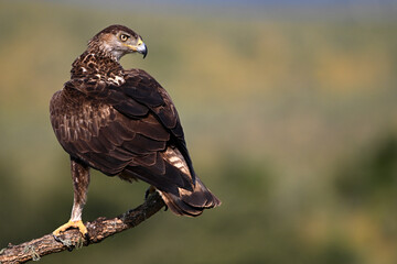 poderosa aguila fasciata en españa