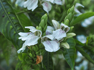 Water-willow or Shrimp plant, white tubular flowers and green leaves, close up. Malabar nut or Justicia adhatoda is evergreen, perennial shrub and flowering plant in the family Acanthaceae.