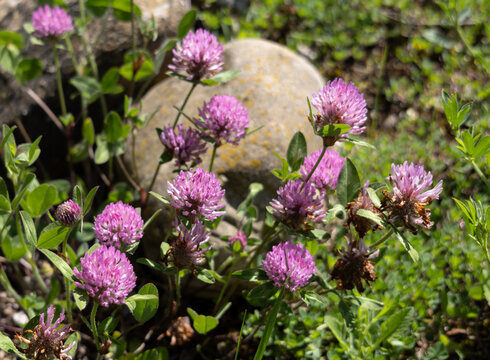 
Trifolium pratense; el tr&eacute;bol rojo