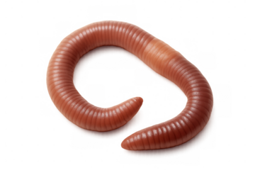 Lumbricus terrestris earthworm slithering across transparent surface, revealing segmented anatomy and natural coloration