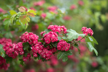 Fototapeta premium Vibrant pink flowers bloom in a park during springtime. Crataegus laevigata Pauls Scarlet, copy space, close up