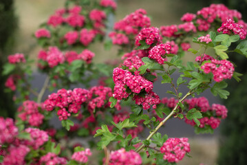 Vibrant pink flowers bloom in a park during springtime. Crataegus laevigata Pauls Scarlet