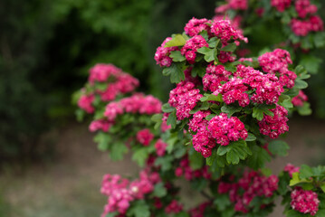 Obraz premium Vibrant pink flowers bloom in a park during springtime. Crataegus laevigata Pauls Scarlet, copy space, close up