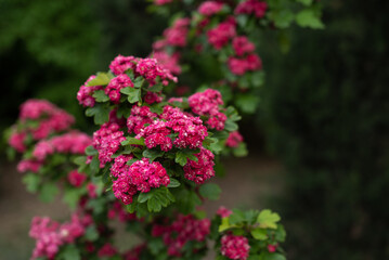 Obraz premium Vibrant pink flowers bloom in a park during springtime. Crataegus laevigata Pauls Scarlet, copy space