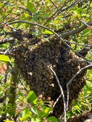 Close-up of a large swarm of honey bees clustering at the corner of a wooden beehive, surrounded by wild plants in a natural garden setting.