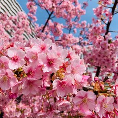 pink cherry blossom