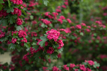 Obraz premium Vibrant pink flowers bloom in a park during springtime. Crataegus laevigata Pauls Scarlet