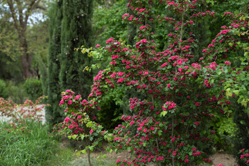 A vibrant park scene in springtime featuring lush green foliage and blooming pink flowers, Crataegus laevigata Pauls Scarlet