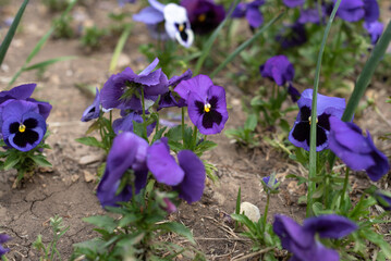 close up Vibrant purple pansies bloom in a park during springtime. The flowers display rich colors...