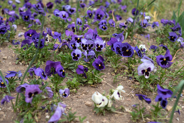 A vibrant patch of purple and white pansy flowers blooms in a park during springtime. The flowers...