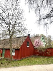 Traditional red wooden houses with blooming pink cherry tree in Sodermalm island, Stockholm, Sweden. Old architecture of Scandinavia. Famous Falun red paint, Falu rodfarg.