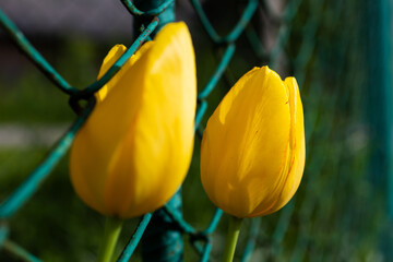 Two bright yellow tulips growing near a green wire fence in the sunlight, captured in shallow depth...