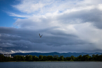 A lone bird in flight beneath a turbulent sky over a peaceful lake — symbolizing contrast, solitude, and the power of nature