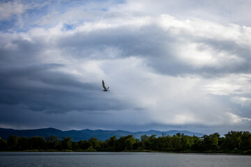 A single seagull gliding over a tranquil mountain lake beneath layered storm clouds — a powerful image of freedom and weather dynamics