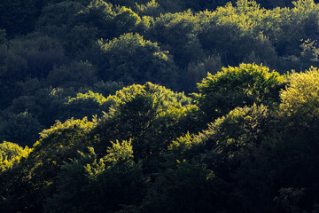 Sunlight streaming across the upper canopy of a dense forest hillside, creating a glowing effect on...