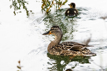 Female duck swimming closely with her duckling on a calm lake, surrounded by gentle ripples and reeds, perfect for wildlife and family themes