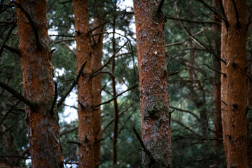 Close-up view of tall pine tree trunks in a dense forest, showing textured bark and deep green foliage. Ideal for nature, forestry, and environmental themes