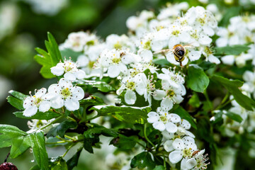 Fototapeta premium Bee in flight approaching blooming hawthorn flowers, captured in sharp detail with natural greenery.