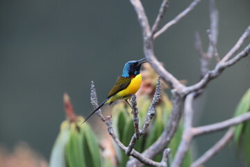 The green-tailed sunbird (Aethopyga nipalensis nipalensis) or Nepal yellow-backed sunbird is a species of bird in the family Nectariniidae. This photo was taken in North India.