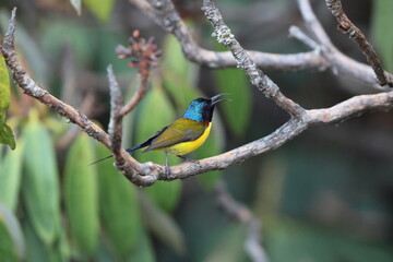 The green-tailed sunbird (Aethopyga nipalensis nipalensis) or Nepal yellow-backed sunbird is a species of bird in the family Nectariniidae. This photo was taken in North India.