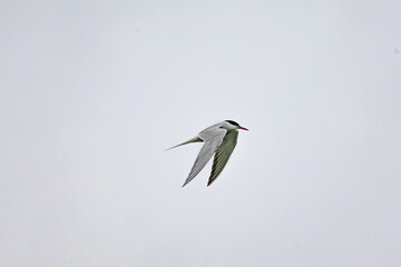 Close-up of an arctic tern gliding through the sky, its sharp features and motion frozen in crisp detail against a bright overcast background