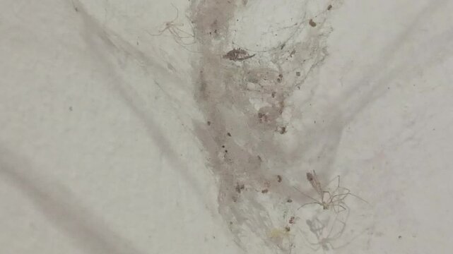 Delicate yet deadly, the spider’s web captures both prey and attention with its intricate structure. 