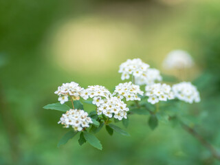 5月の花 コデマリの可愛い白い花と虫01