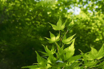 5月の野山 輝く木の葉05