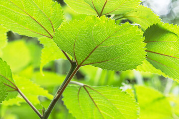 5月の野山 輝く草の葉01