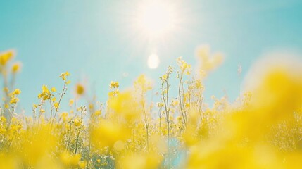 Sunny yellow field