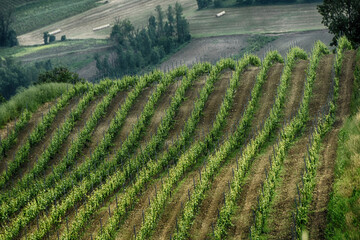 Vigneti dei Colli Tortonesi, località Fonti, Tortona, Alessandria, Piemonte, Italia