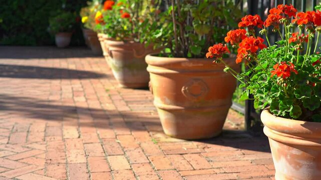 Terracotta Pots With Red Geraniums Adorning Brick Path Way