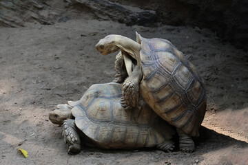 African Spur Thighed Tortoise are their showing love in the morning