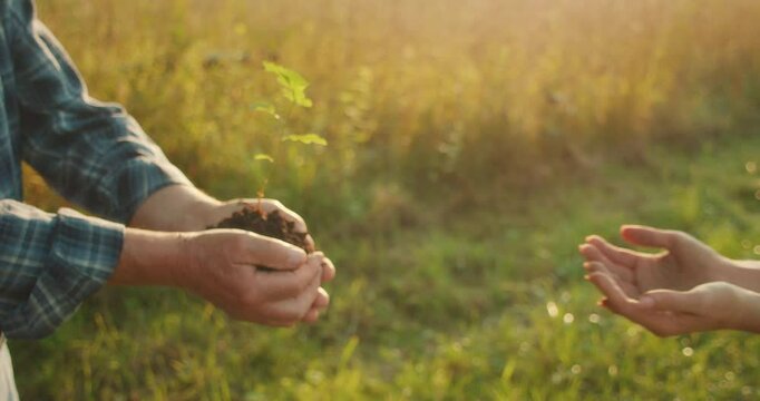 Hands pass a young tree with soil, symbolizing shared care for Earth future. World environmental education day