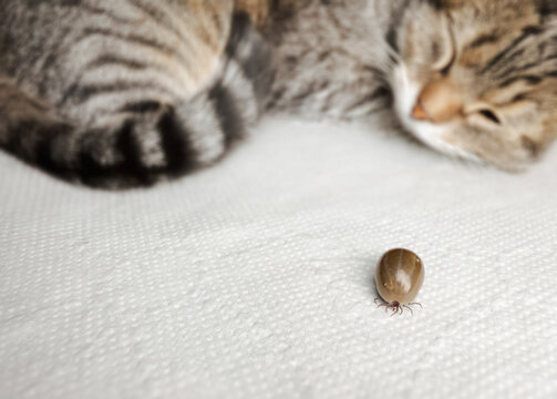 Close-up of a tick, highlighting its role in transmitting Lyme disease to humans and animals. Ideal for health, pet care, outdoor safety, and parasite awareness themes.