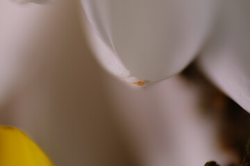 Weevil or mites found on white flower bouquet