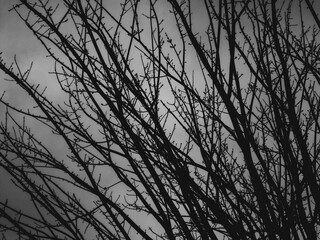 silhouette of tree branches